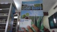 Budidaya Lidah Buaya