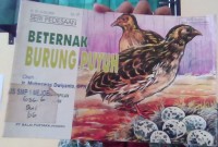Beternak Burung Puyuh