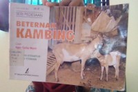 Beternak Kambing